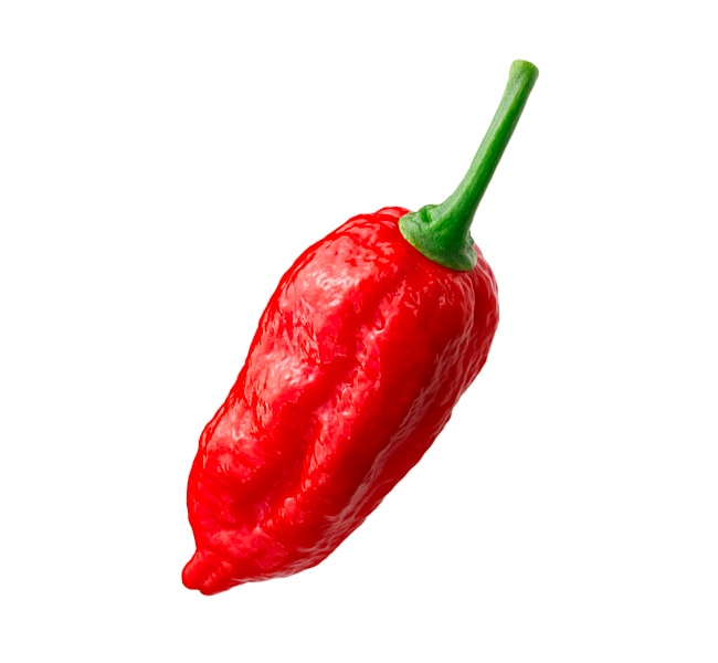 foto Naga Morich