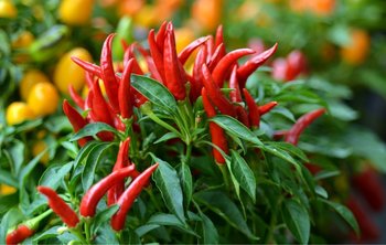 Come coltivare il peperoncino: i consigli e le esigenze delle piante