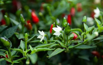 Conoscere i fiori dei peperoncini