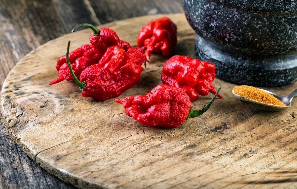 Peperoncini Carolina Reaper: il diavolo caraibico