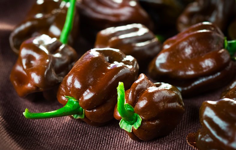 Alla scoperta dell’Habanero chocolate