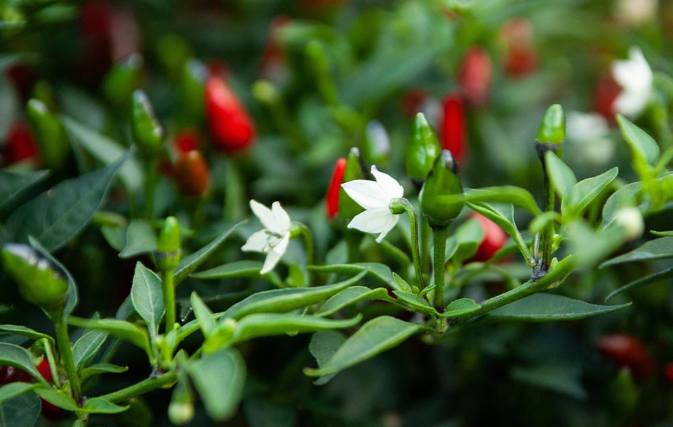 Conoscere i fiori dei peperoncini