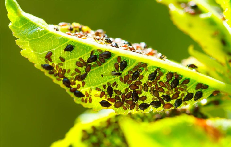 Parassiti e malattie delle piante di peperoncino: i nostri consigli
