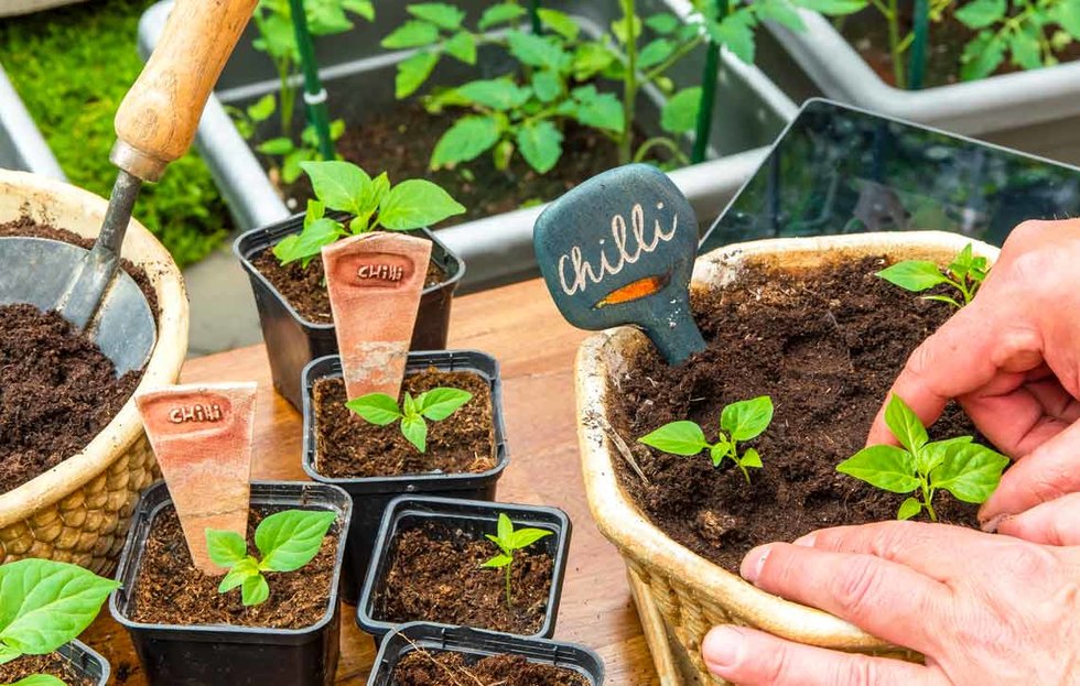 Tre consigli per il trapianto delle piante di peperoncino