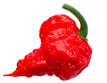 Carolina Reaper - Orto2000