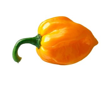 Trottola habanero orange blob - Orto2000