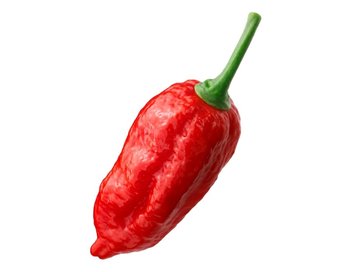 Naga Morich - Orto2000