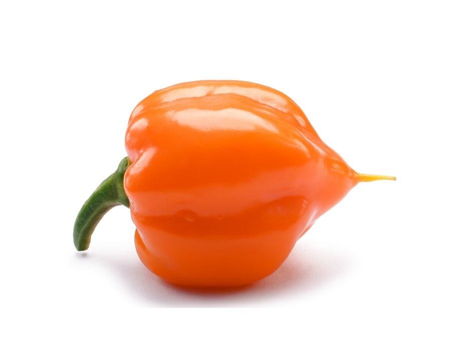 Habanero orange